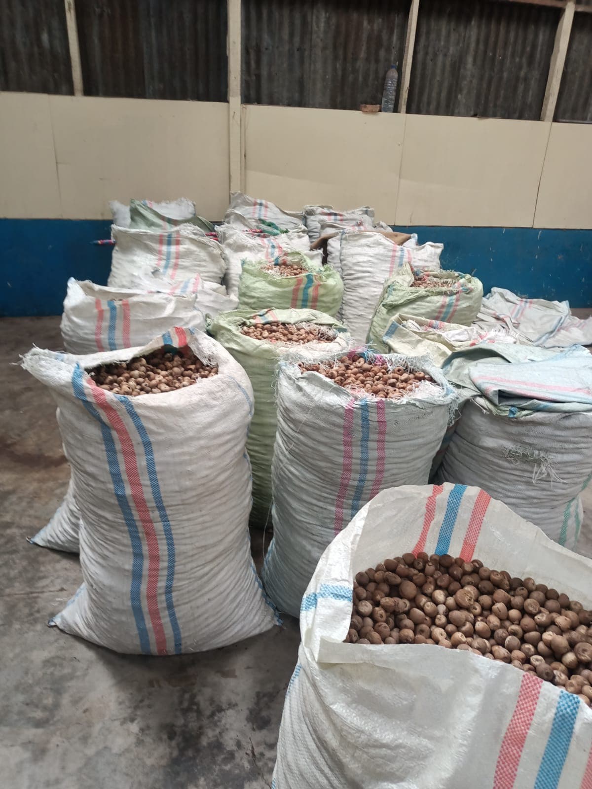 Pinang (Biji Pinang) — Areca Nut / Betel Nut